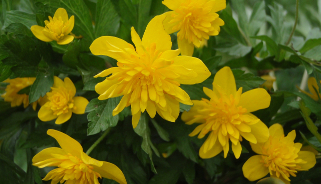 Anemone ranunculoides 'Hiiumaa'