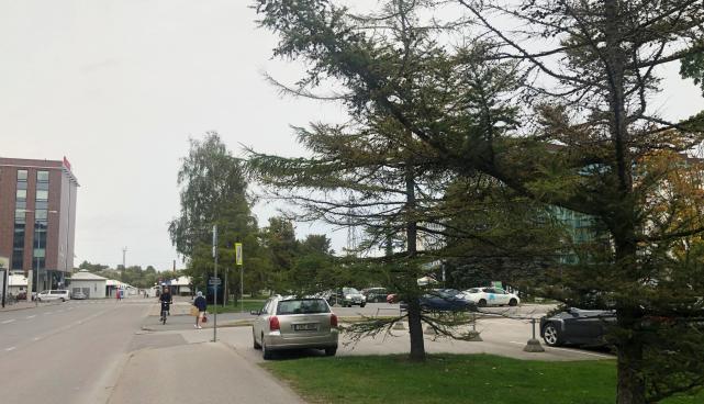 Kaluri ja Väike-Turu tänavate vahel asuvad puud