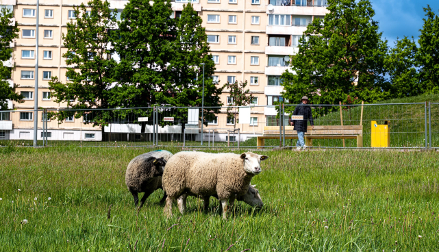 Lambad Annelinnas