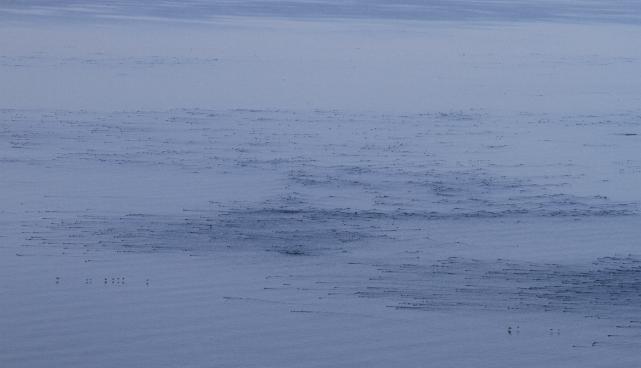 Vaade loendaja silmade läbi. Must- ja tõmmuvaerad on Eestis tavalised talvitajad