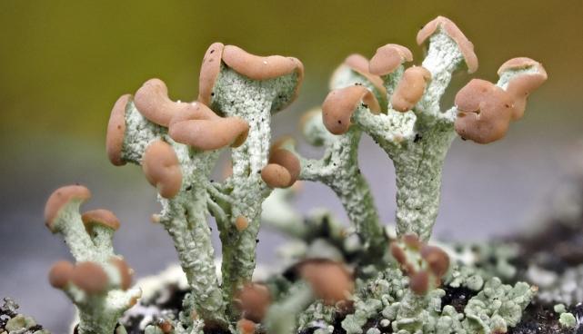 kobar-porosamblik (Cladonia botrytes)