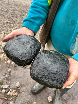 Siuru kaevamistel avastatud kaubaraua toorikud. Foto OÜ Arheox